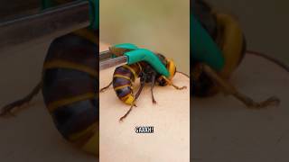 Stung by a Giant Hornet [upl. by Latoyia]