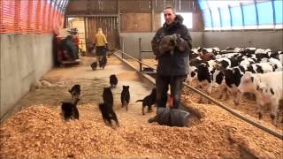 Socialisation chiots Berger Allemand [upl. by Shear]