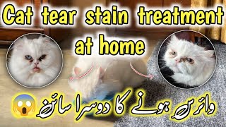 Persian cat eyes cleaning method Home remedies for cat tear stain cleaningHow to clean cats eyes [upl. by Ayor]