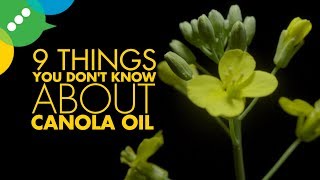 9 Things You Dont Know About Canola [upl. by Meibers]