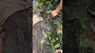 Ulang o freshwater Shrimp youtube short fish [upl. by Elleraj267]