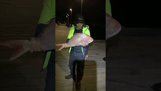 Portsea pier have big SNAPPER 🔥 [upl. by Henderson]