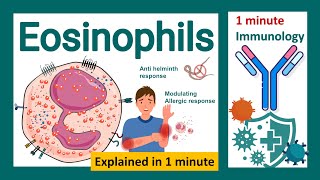 Eosinophils explained in 1 minute  What role do eosinophils play in immunity  Immunology in 1 min [upl. by Eniac195]