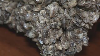 SDA announces quagga mussel treatment plan [upl. by Garrity142]