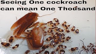 German cockroach  get them before they get you [upl. by Ylrak]