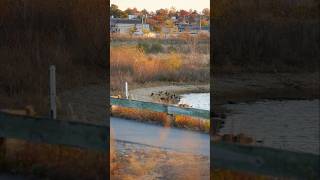 Landscape Photography at 200mm Brookfield Park  Staten Island a7S3 28200mm nature views nyc [upl. by Hennebery864]