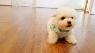 Baby bichon frise video cutest puppy  Teacup puppies KimsKennelUS [upl. by Yecad556]