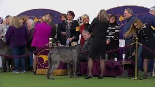 Scottish Deerhounds  Breed Judging 2020 [upl. by Llehcnom713]