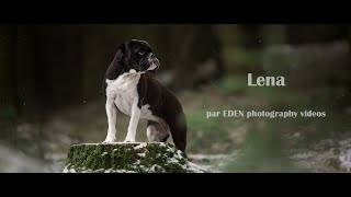 Lena bouledogue continental  Vidéo cinématographique [upl. by Ytoc899]