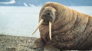 Arctic Marine Life Course Pinnipeds [upl. by York371]