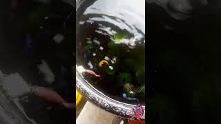 Dried tubifex worms 🪱 feeding in my betta fishes 🐠petslovertamil [upl. by Kean725]