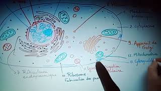 Biologie cellulaire l1 chapitre 1 [upl. by Maddi]