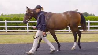 Goffs UK Premier Sale Preview Julian Dollar amp Lady Carolyn Warren [upl. by Scrivens27]