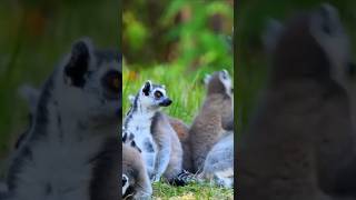 Ringtailed lemur shortvideo  subscribe for more videos [upl. by Olegnaid69]