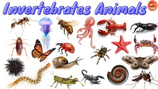 Top 40 Invertebrates Animals Name for in English for kids learning kidslearning animals insects [upl. by Sherm]