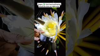 Dragon fruit hand pollination at night dragonfruit pollination farming plants [upl. by Storz]