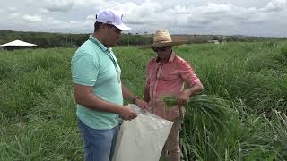 Projeto Forrageiras para o Semiárido leva alternativas para alimentação de caprinos e ovinos na seca [upl. by Theo]