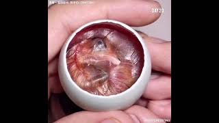 How A Chick Born From A Egg 🐣  Interesting Video  😱 [upl. by Eltsirc]