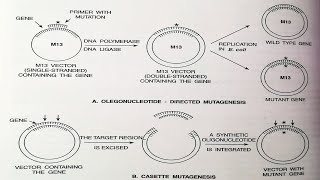 Enzyme Engineering I Protein Engineering I Principles I Objectives I Methods [upl. by Elrem]