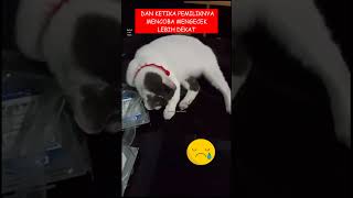 Menangis dimarahi shorts fyp shortfeed catlover kucinglucu kucingviral resce straycat [upl. by Leibrag]