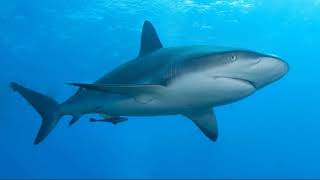 Facts The Caribbean Reef Shark [upl. by Junette103]