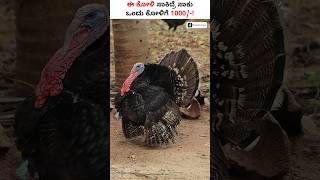 ಒಂದು ಟರ್ಕಿ ಕೋಳಿಯ ಬೆಲೆ ಎಷ್ಟು ಅಂತ ಗೊತ್ತಾ shorts TurkeyFarming ChickenFarming [upl. by Hedgcock967]