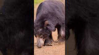 Unveiling the Sloth Bear Sri Lanka’s Nocturnal Star [upl. by Spiegleman601]