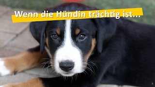 WauTV  Die Trächtigkeit einer Hündin Ablauf und mögliche Komplikationen [upl. by Clovah]