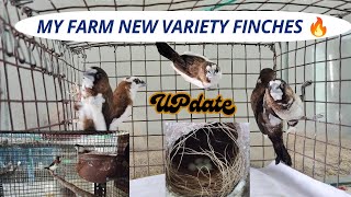 My Farm New Variety Finchesin tamilsjbirdsworld9553 pets africanlovebirds finches sales [upl. by Seidule262]