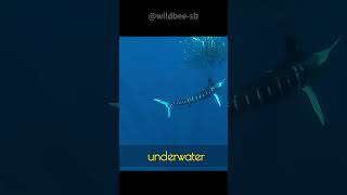 Top 5 Fastest Species on Earth shorts [upl. by Pompea820]