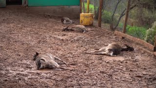 Ataque de cães ferais deixa 23 animais mortos em zoológico no Chile  AFP [upl. by Reine507]