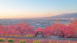 【満開直前のまつだ桜まつり 4K】 神奈川県 松田町 February 13 2024 Cherry blossoms [upl. by Weinhardt]