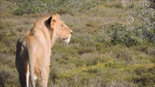 Lions hunting Warthogs [upl. by Mirielle352]