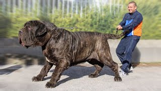 The 10 Biggest Mastiff Dog Breeds [upl. by Kaz]