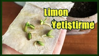 Limon Çekirdeği Çimlendirme Limon Ağacı Yetiştirme [upl. by Sinnoda408]