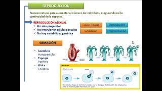 SER VIVO Cotamania [upl. by Malia]