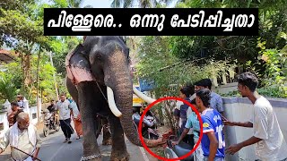 പിള്ളേരെ ഒന്നു പേടിപ്പിച്ചതാ Thrikkadavoor SivarajuElephant kdavooran [upl. by Lala]