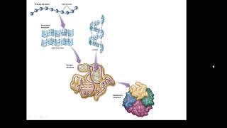 BTEC Applied Science Unit 3 Enzymes 2 [upl. by Naxor]