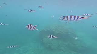 Snorkeling in Savusavu Fiji 🇫🇯🤿 [upl. by Mckay599]