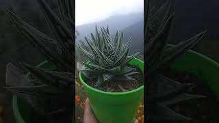 Haworthia tear of angleplants succulent variety of beautyful plants [upl. by Naicad]