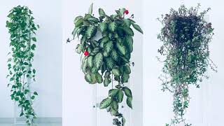 15 Outdoor amp Indoor Foliage Plants For Hanging Baskets 15种室内外垂吊观叶植物 [upl. by Rosati896]