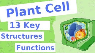 The Plant Cell  13 Key Structures [upl. by Ahdar]