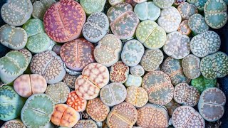 How to Grow Lithops the SelfWatering Living Stone  MCG in the Greenhouse [upl. by Harolda]