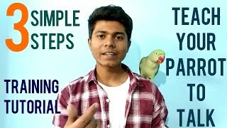 How To Train Parrot To Talk  Training Tutorial  Teaching Alexanderine Parrot to Talk  Hindi [upl. by Suiramaj]