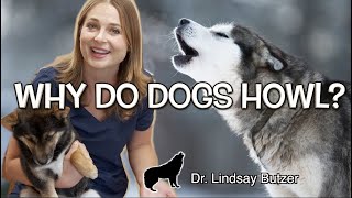 WHY DO DOGS HOWL  Veterinarian Explains [upl. by Emil]