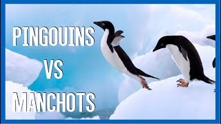 Pingouins VS Manchots  IRL [upl. by Greerson644]