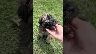 Soft Coated Wheaten Terrier Puppies sweetpuppy puppiesforsale cutepuppy love puppyface puppy [upl. by Armil]