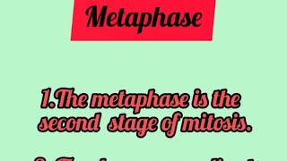 Metaphase shortsfeed shortsvideo shorts youtubeshorts [upl. by Eugine546]