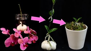 Orchids Propagation Grow Many Baby Orchids On Flower Stalk How It’s Done [upl. by Candy]