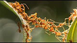 Behavioral Ecology Foraging Parasitism Mutualism Mate Choice and Social Groups [upl. by Coral871]